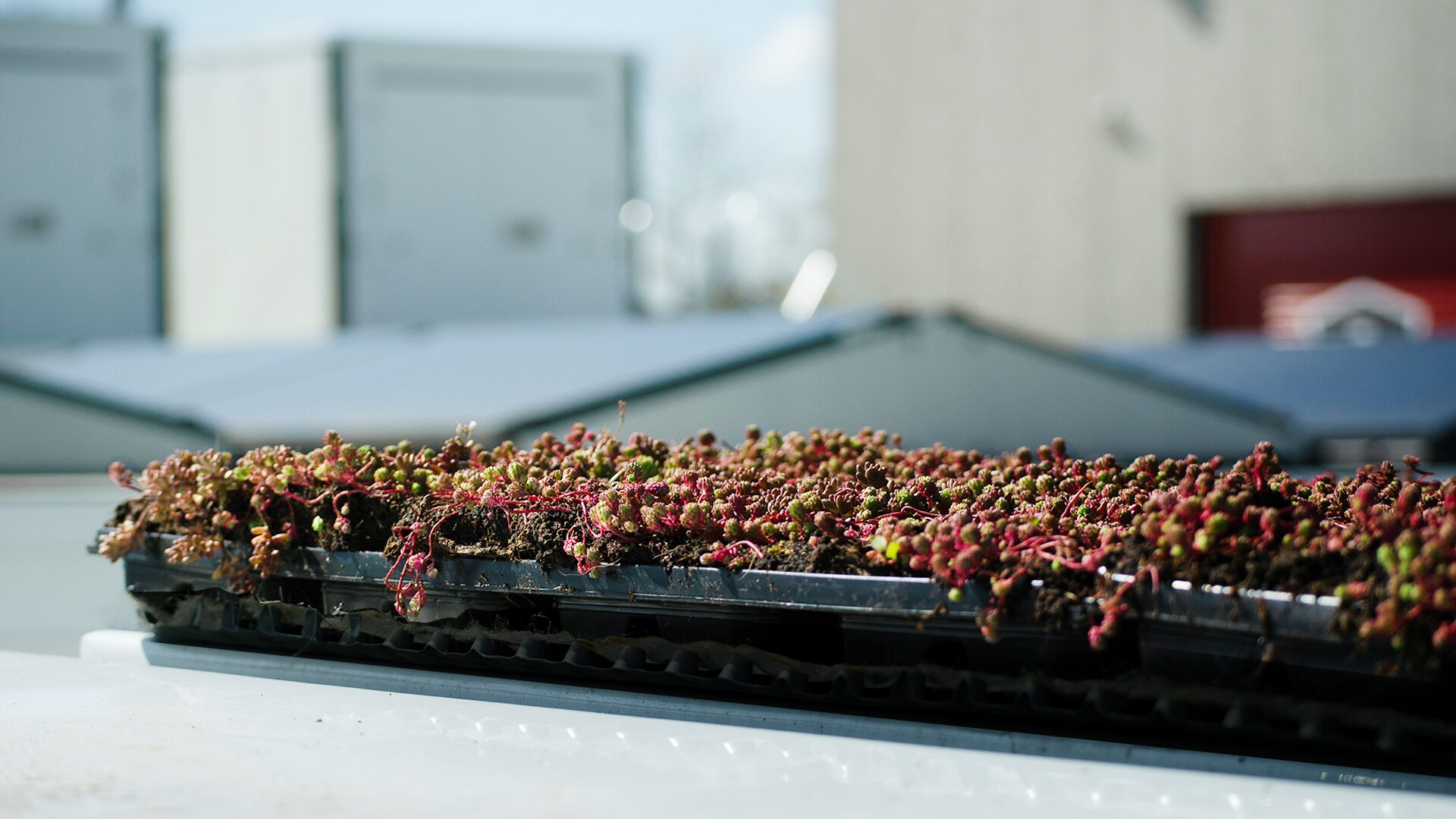 Closeup photo of test sedum Green Roof on Z Box container